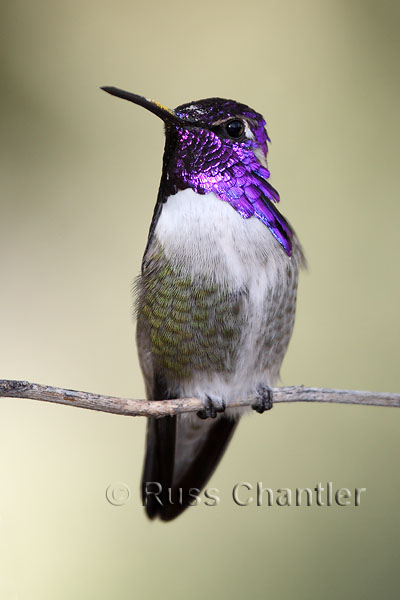 Costa's Hummingbird © Russ Chantler